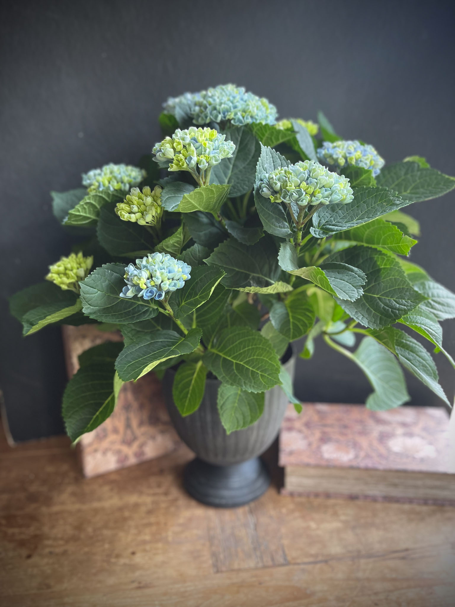 Sin hortensiaistutus-02 Sininen hortensia metallimaljassa