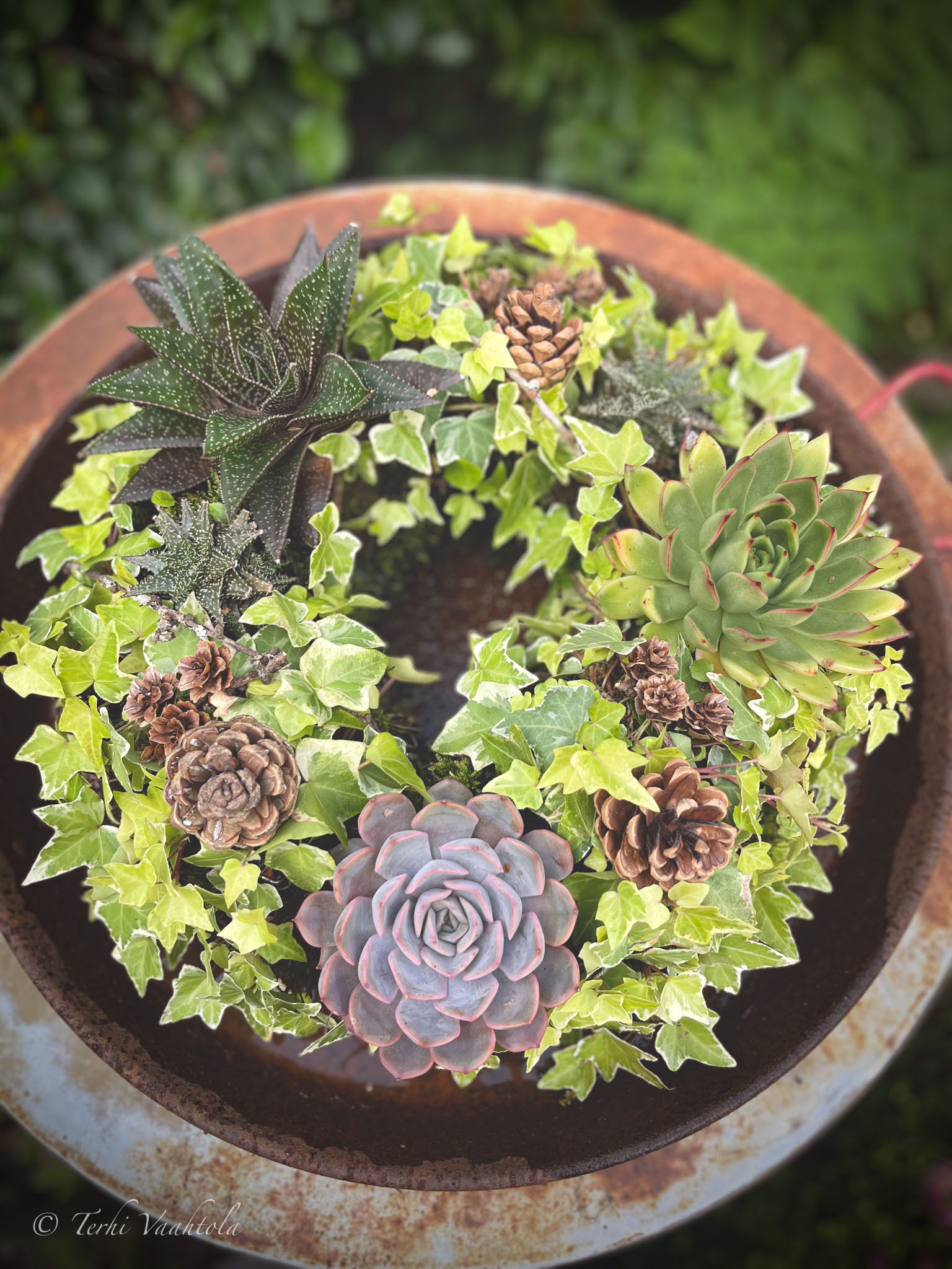 eläväkranssi elävä kranssi