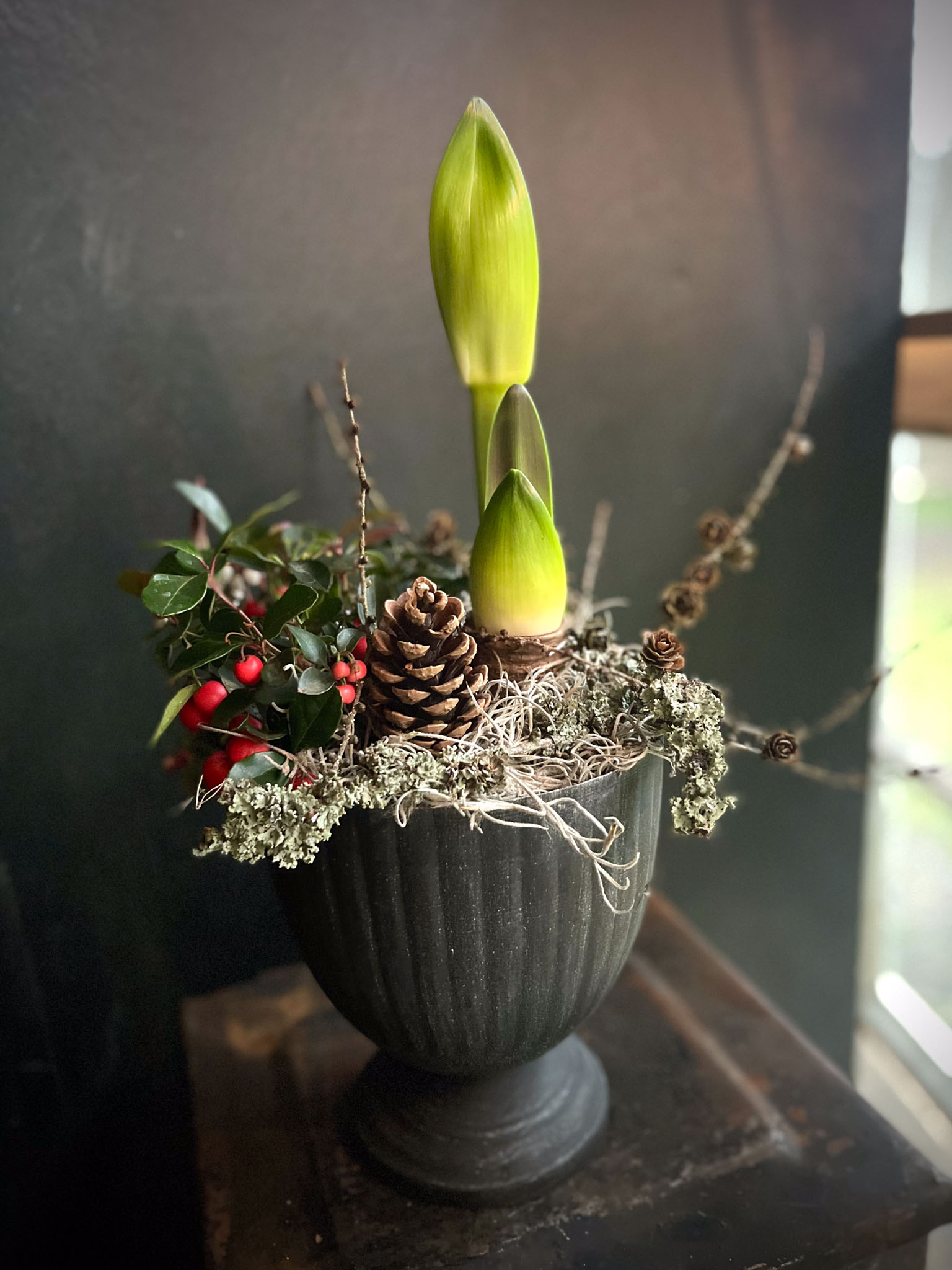 amaryllis mustassa maljassa