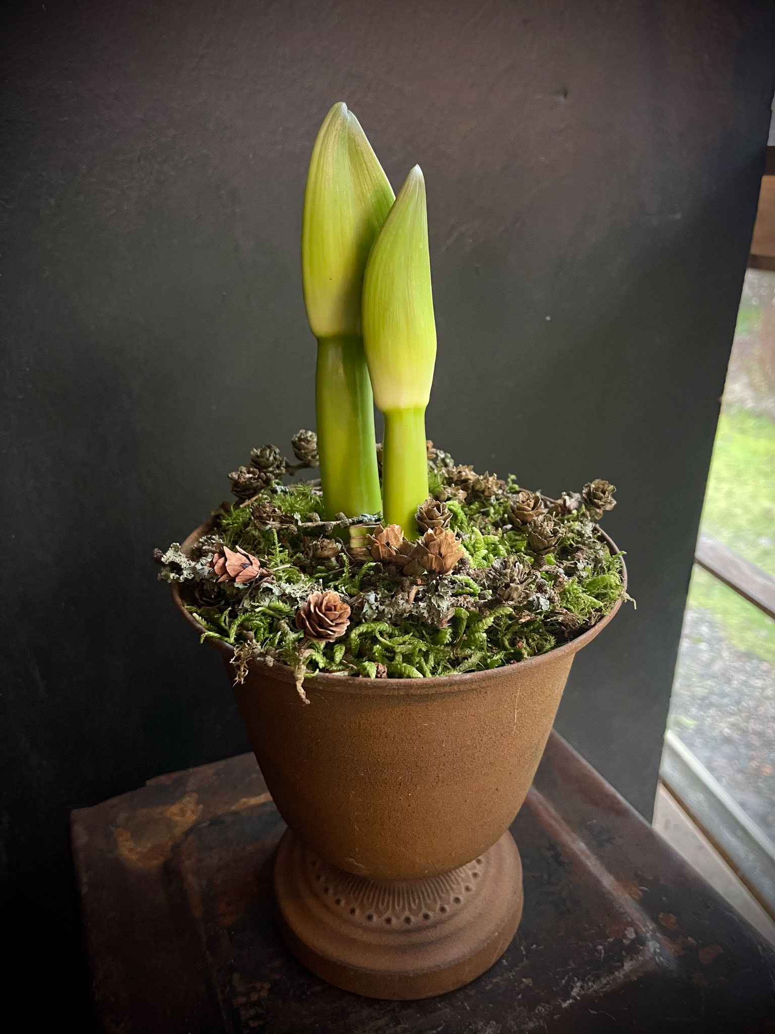 amaryllis ruostemaljassa