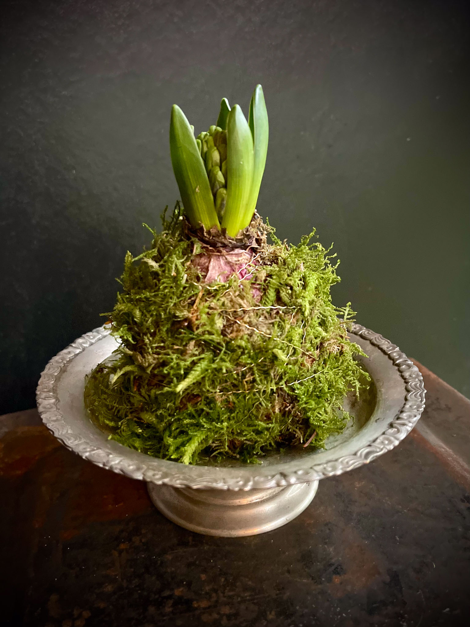 sammalhyasintti metallilautasella