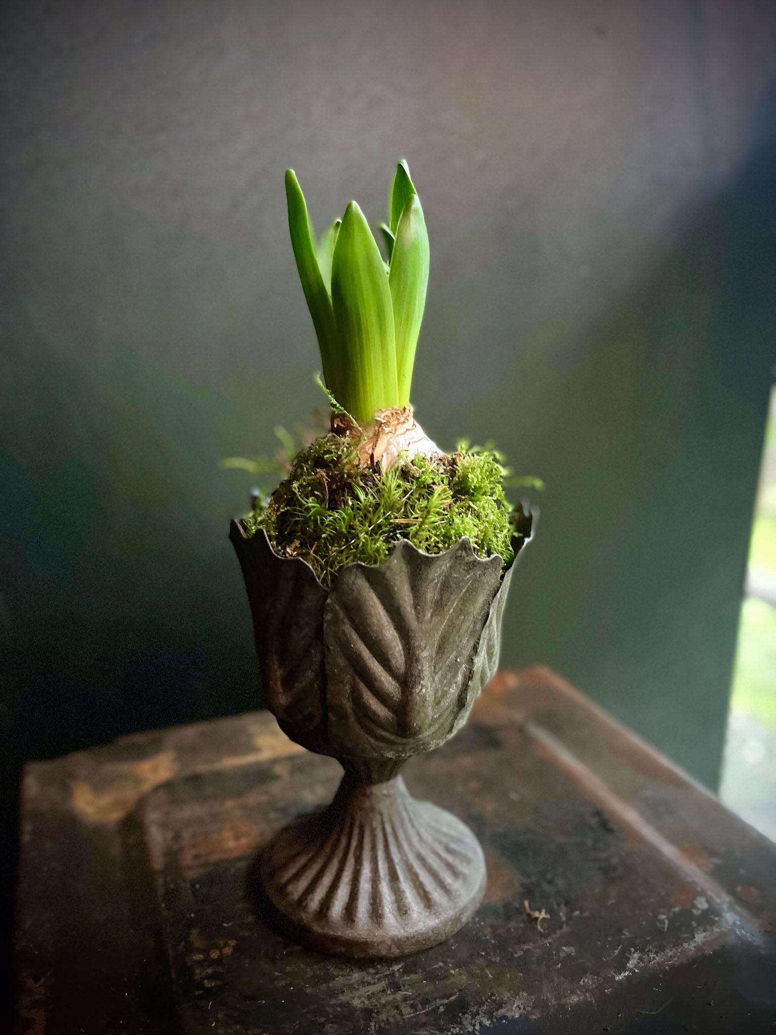 hyasintti lehtimaljassa