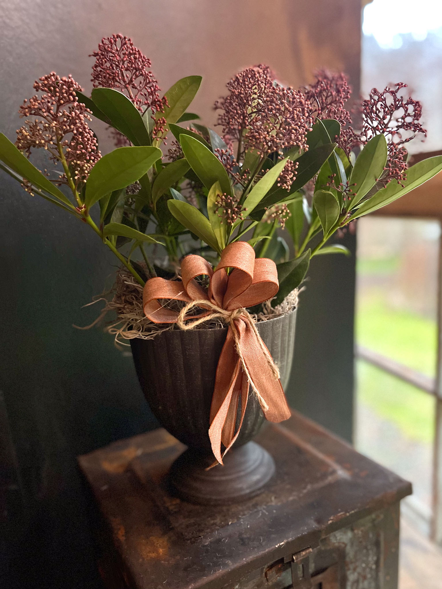 skimmia mustassa maljassa