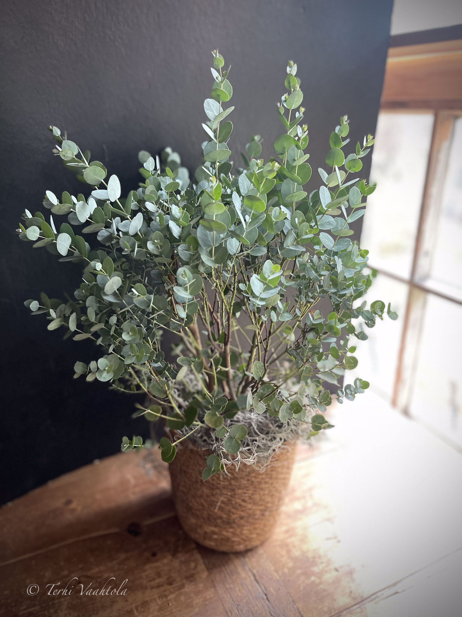 eucalyptus korissa