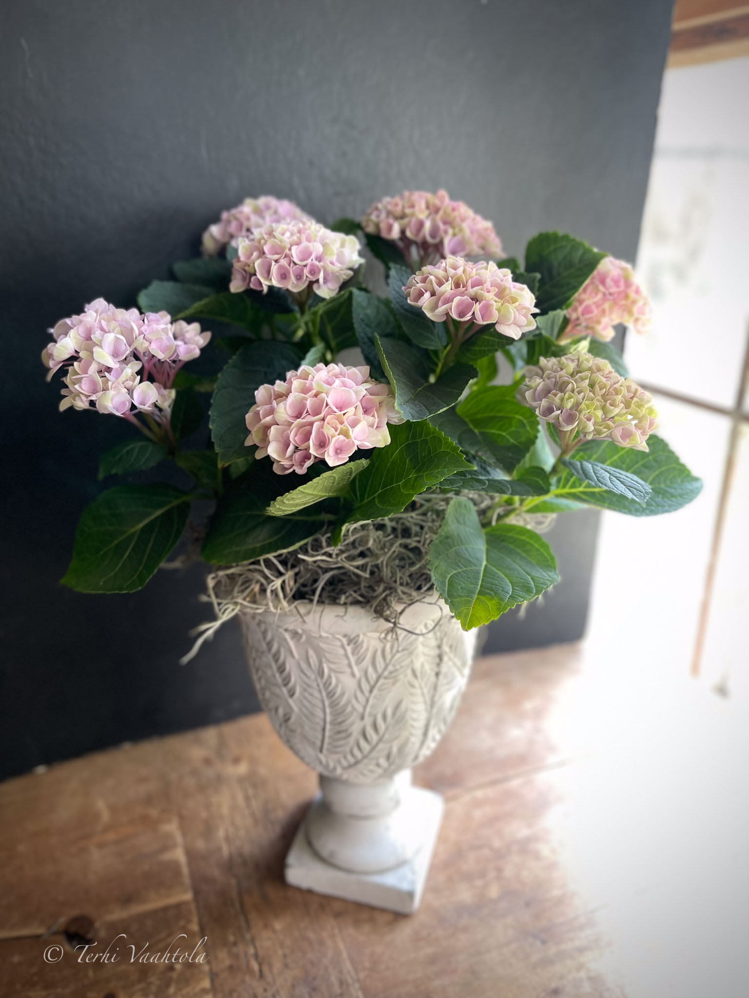 hortensia betoniruukussa