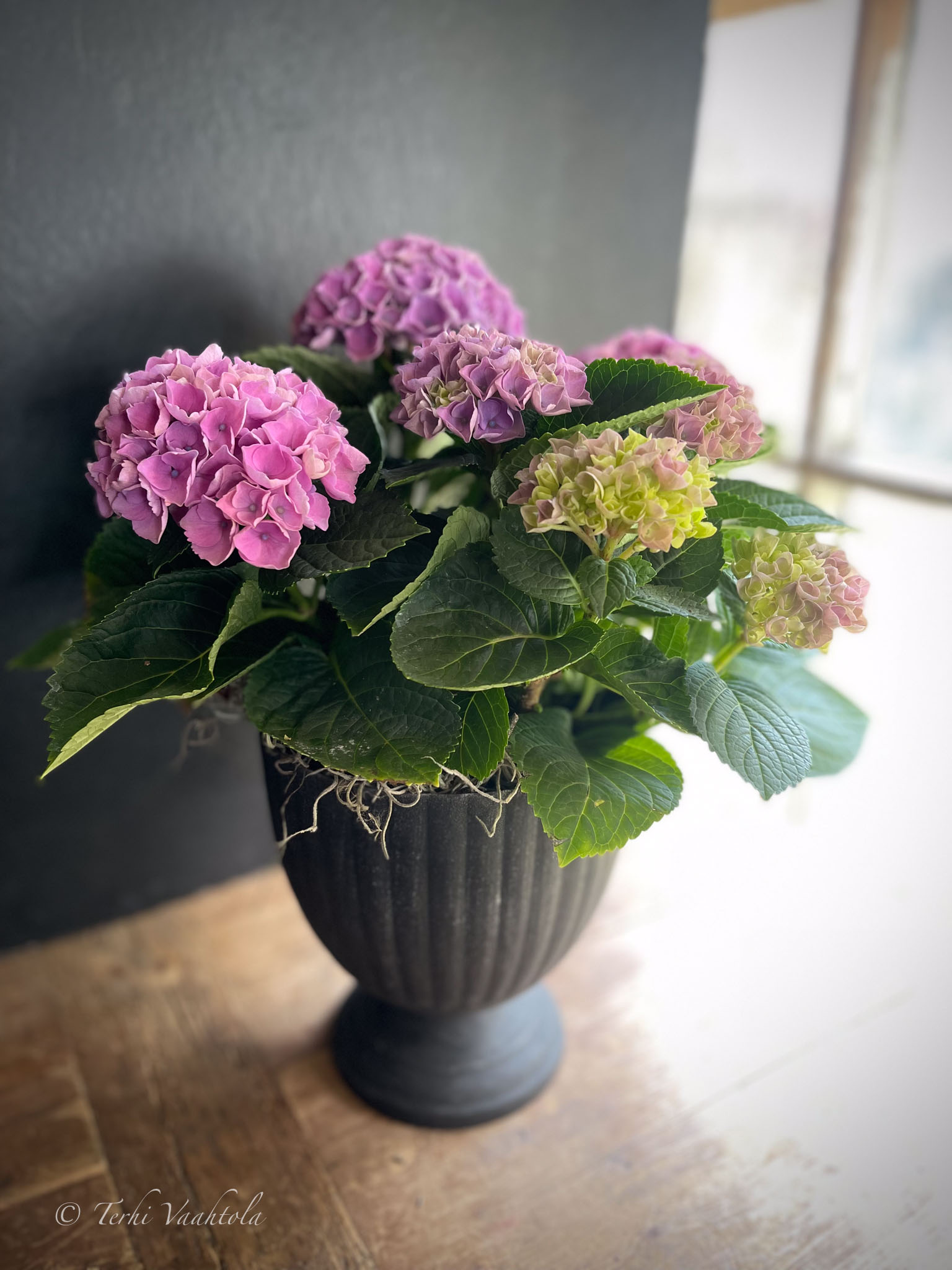hortensia mustassa maljassa