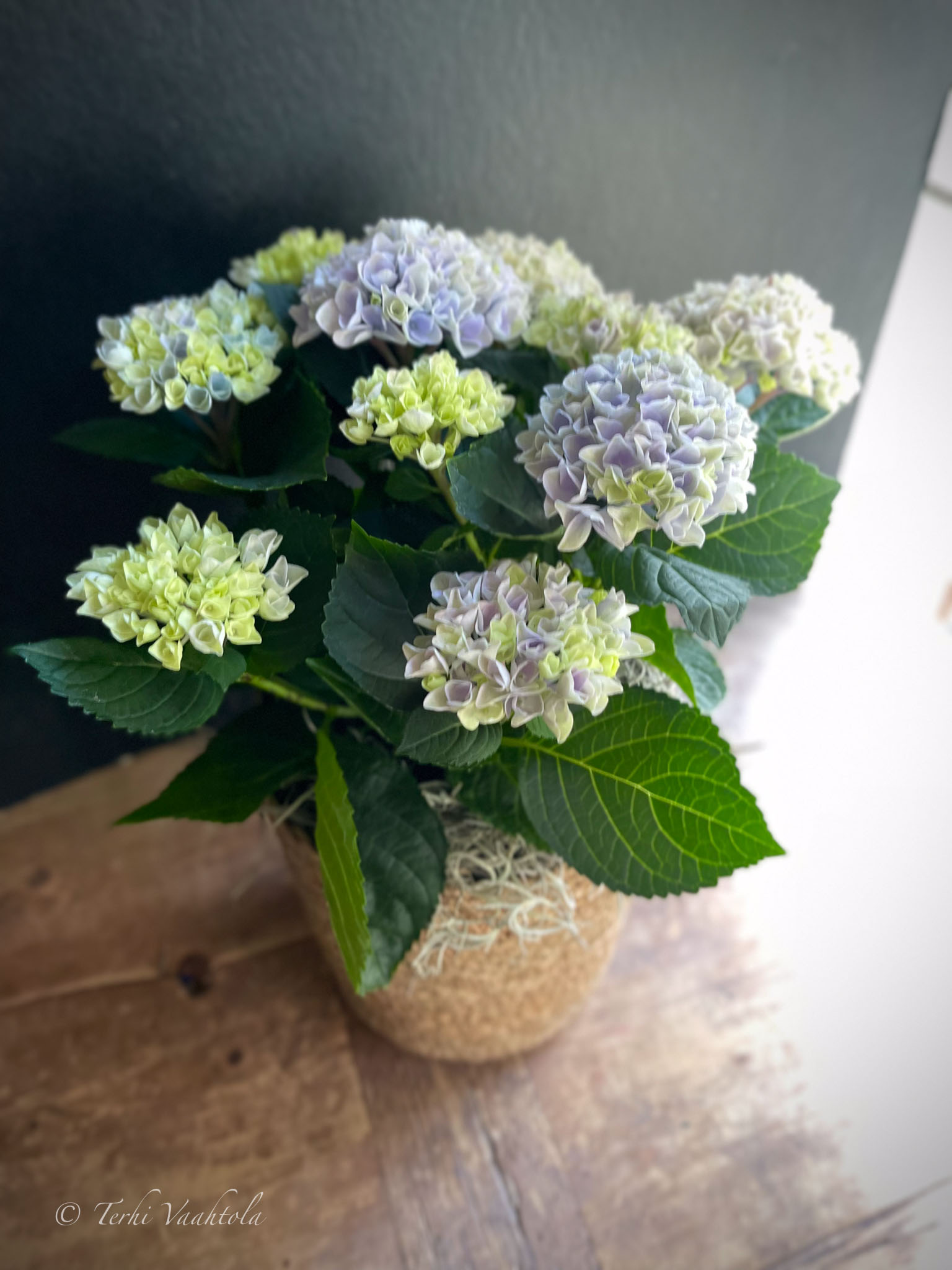 sininen hortensia korissa