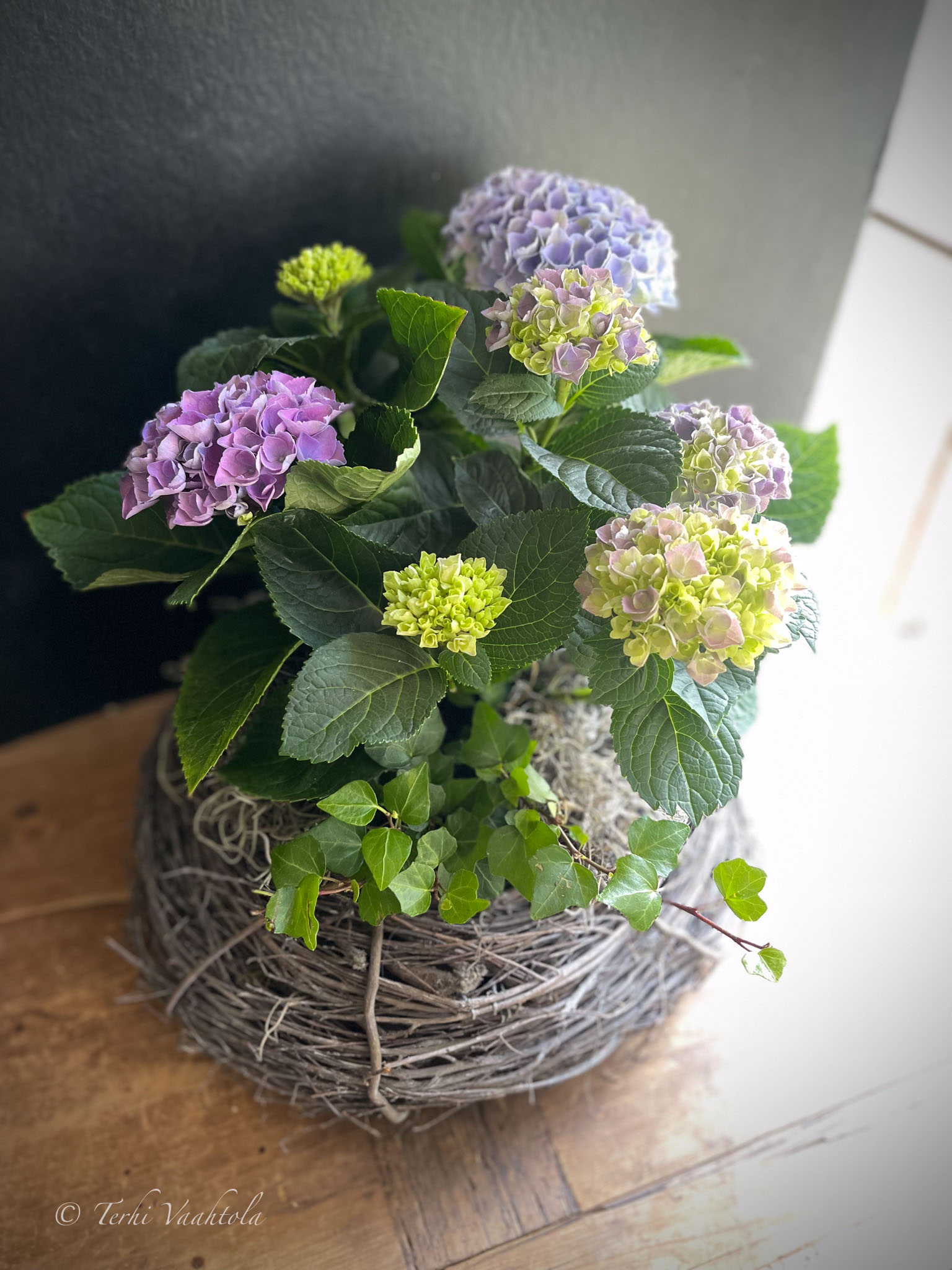 lila hortenisa risukorissa
